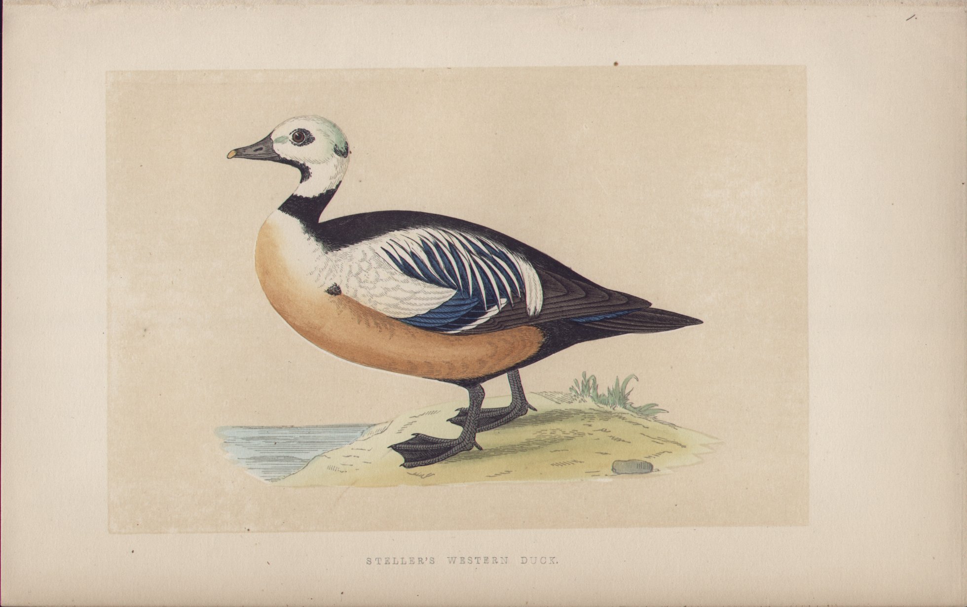 Wood - Steller's Western Duck - Fawcett